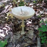 mushroom on poker trail june 16 2018